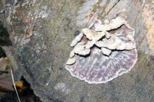 Chondrostereum purpureum.